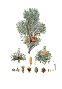 Mountain Pine Tree Prints: Creeping Pine, Dwarf Pine, Knee Pine