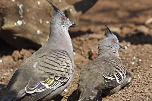 Australian Bird Species Prints: Crested pigeon