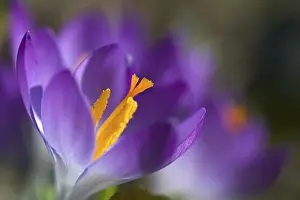Early Flowering Plant Prints: Crocus