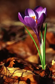Springtime Blooms Prints: Crocus