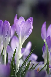 First Day Of Spring Blooms Prints: Crocus