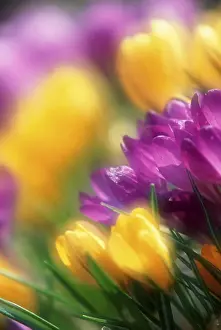 Ornamental Plants Prints: Crocus