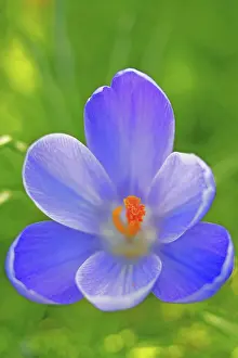 Blue Flowering Plant Prints: Crocus blossom detail