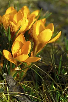Early Flowering Plant Prints: Crocus blossom