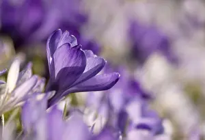 Backlit Flower Photography Prints: Crocus (Crocus)