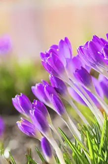 Deserted Garden Prints: Crocus, Crocus 69