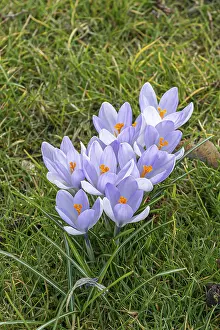 Deserted Spring Scene Prints: Crocus (Crocus Hybr.)