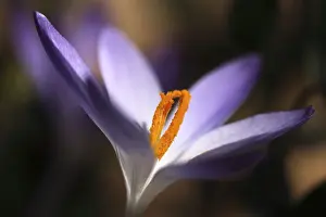 Deserted Botanical Garden Prints: Crocus (Crocus), pistils