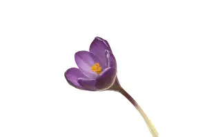 Houseplant Species Prints: Crocus (Crocus), purple
