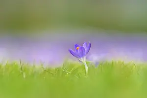 Crocus Flower Prints: Crocus (Crocus sp.), single violet in a meadow