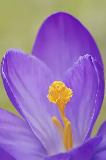 Close Up Of Crocus Blossom Prints: Crocus (Crocus spec.), flower detail