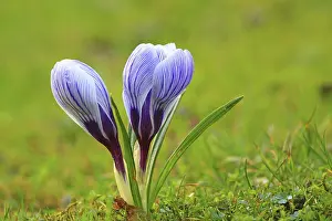 Crocus In Meadow Prints: Crocus (Crocus) in spring in a meadow