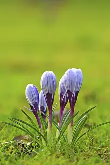 Crocus In Spring Prints: Crocus (Crocus) in spring in a meadow