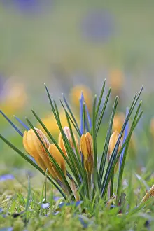Flowering Meadow Scene Prints: Crocus (Crocus) in spring in a meadow