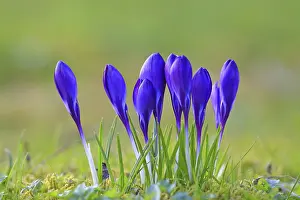 Wildflower Meadow Scene Prints: Crocus (Crocus) in spring in a meadow