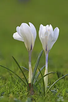 Uninhabited Grass Field Prints: Crocus (Crocus) in spring in a meadow