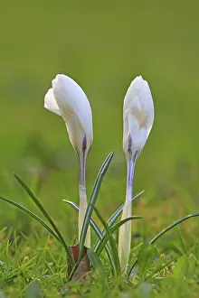 Wildflower Meadow Scene Prints: Crocus (Crocus) in spring in a meadow