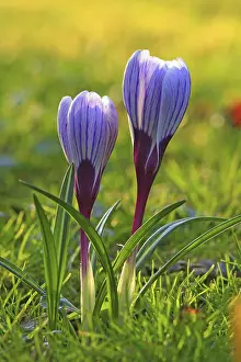 Crocus In Spring Prints: Crocus (Crocus) in spring in a meadow