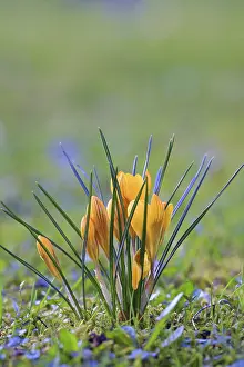 Crocus In Meadow Prints: Crocus (Crocus) in spring in a meadow