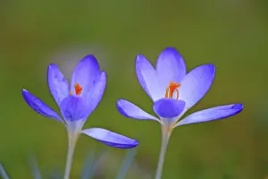 Purple Crocus Blossom Prints: Crocus (Crocus) in spring in a meadow