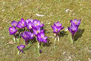 German Meadow Scene Prints: Crocus (Crocus) in spring in a meadow