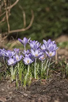 Iridaceae Family Prints: Crocus (Crocus tommasinianus)