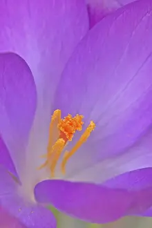 Crocus Vernus Prints: Crocus / (Crocus vernus)