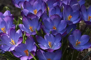 Framed Print : Crocus vernus Print - Spring Flowering Plant Framed Print : Crocus vernus Print - Spring Flowering Plant