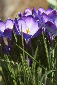 Framed Print : Crocus, Crocus vernus Print Framed Print : Crocus, Crocus vernus Print