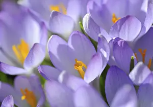 Close Up Of Crocus Prints: Crocus (Crocus), violet