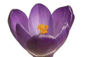 Purple Flowering Plants Prints: Crocus (Crocus), violet
