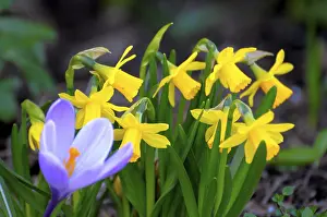 Yellow Daffodil Blooms Prints: Crocus with daffodils in the garden