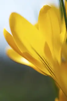 Prints of Crocus flavus Flavus Prints: Crocus flavus Print - Yellow Crocus Flower