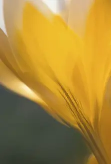 Dutch Yellow Crocus Prints: Crocus flavus