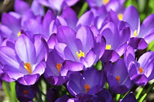 Spring Blooming Plants Prints: Crocus, flowers, spring