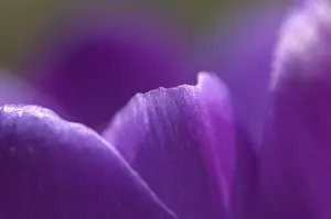 Spring Flower Macro Prints: Crocus Iridaceae