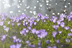 Early Spring Flowering Plants Prints: Crocus with reflected Sun in Water in the Spring