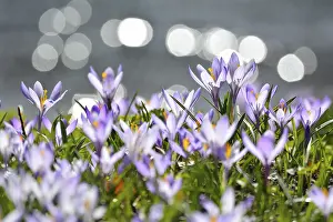 Vernal Flowering Plant Prints: Crocus with reflected Sun in Water in the Spring