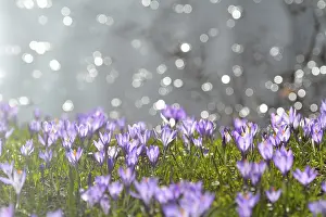 Schleswig Holstein Landscapes Prints: Crocus with reflected Sun in Water in the Spring