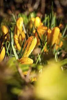 Iridaceae Inflorescence Images Prints: Crocus in the sunlight, Black Forest