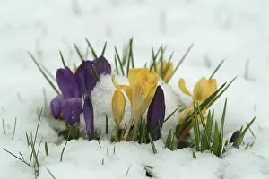 Early Blooming Plants Prints: Crocuses