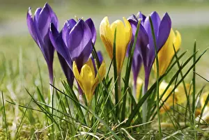 Early Flowering Plant Images Prints: Crocuses