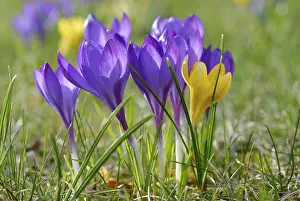 Purple Crocuses In Bloom Prints: Crocuses