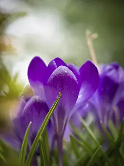 Early Flowering Plants Prints: Crocuses