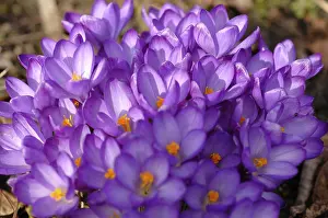 Spring Garden Flowers Prints: Crocuses