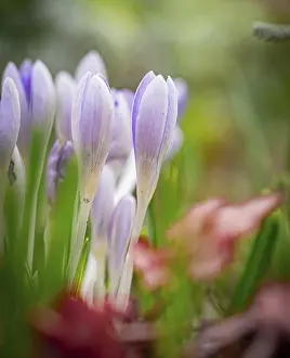 Framed Print : Crocus Print Framed Print : Crocus Print