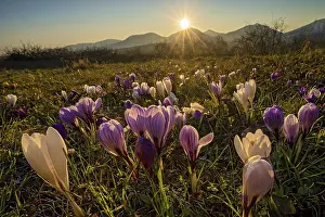 Spring Awakening Scene Prints: Crocuses in bloom against the light of the sunset