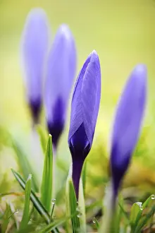 Daytime Outdoor Shots Prints: Crocuses (Crocus)