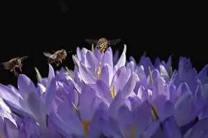 Purple Flowers Prints: Crocuses (Crocus), bees (Apiformes)