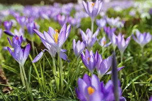 Deserted Spring Landscape Prints: Crocuses (crocus) in bloom